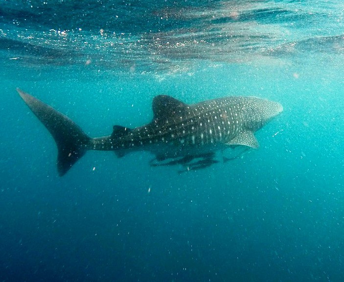 Китовые Акулы, каньонинг на Кавасане, сардины и черепахи